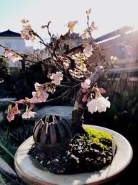 Close-up of flowers growing on potted plant