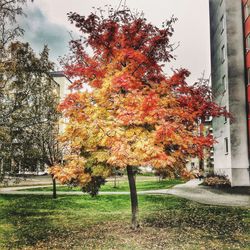 Trees growing in park during autumn