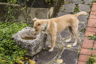 Dog on ground