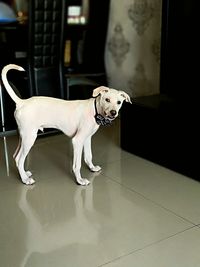 Portrait of dog on table at home