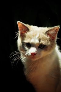 Close-up portrait of a cat