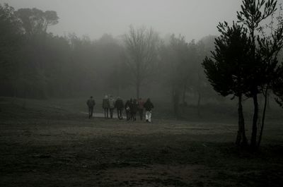 Horses grazing on field