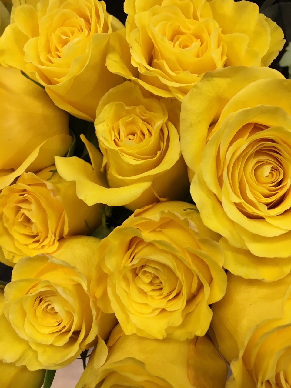 flower, petal, freshness, flower head, fragility, rose - flower, beauty in nature, yellow, full frame, growth, nature, rose, blooming, backgrounds, close-up, in bloom, high angle view, blossom, bunch of flowers, plant