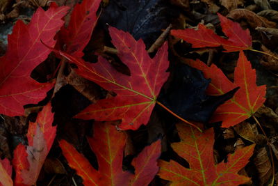 High angle view of maple leaves on plant