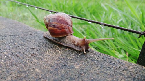 Close-up of snail on ground