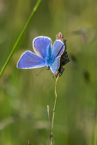 Close-up of butterfly on purple flower