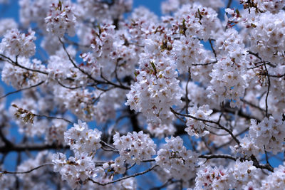 Close-up of cherry blossom