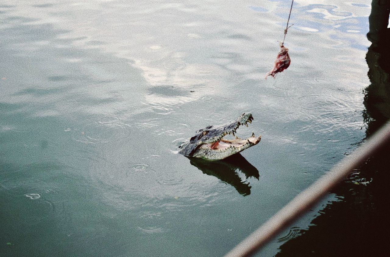 HIGH ANGLE VIEW OF FISH ON SEA