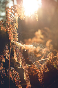 Close-up of plants against sky during sunset