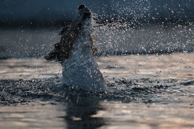 Side view of dog swimming in lake during sunset