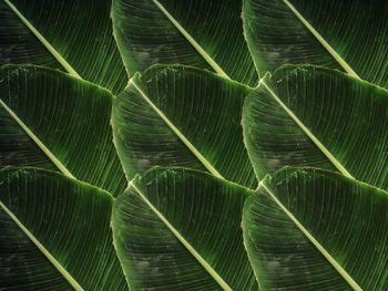 Banana leaf of life