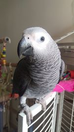 Close-up of parrot perching