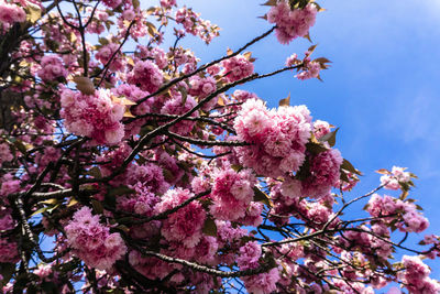 Low angle view of pink cherry blossoms in spring