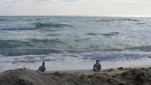 Seagulls perching on beach by sea against sky