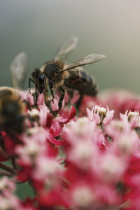 Close-up of bee pollinating on pink flower