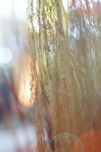 Close-up of plant against blurred background