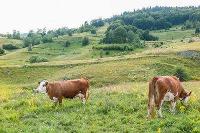 Cows standing in a field