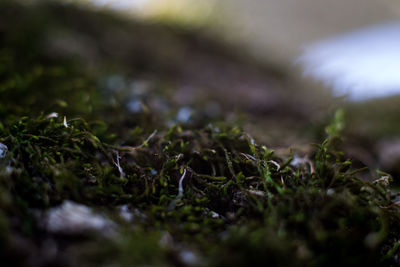 Close-up of moss growing on field