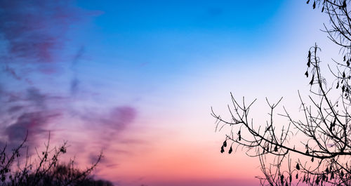 Low angle view of bare tree against sky