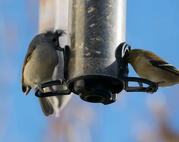 Goldfinches in our backyard