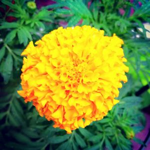 Close-up of yellow flower blooming outdoors