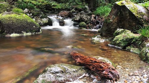 Scenic view of waterfall in forest