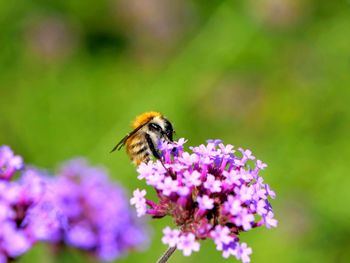 Close-up of bee pollinating on purple flower