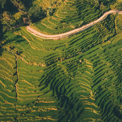 High angle view of agricultural field