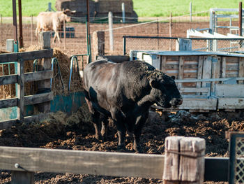 Horse in pen