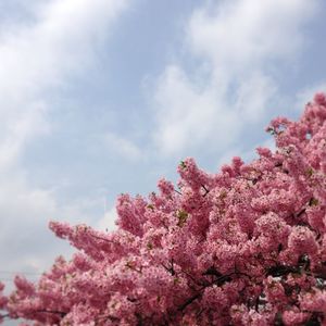 Low angle view of tree against sky