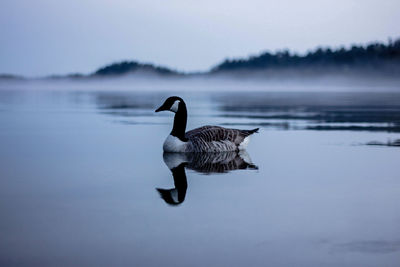 Bird on a lake