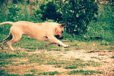 Side view of dog running on field