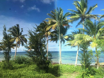 Palm trees on beach against sky