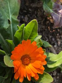 Close-up of orange flower blooming outdoors