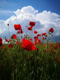 Close-up of red poppy flowers on field against sky