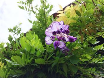 Close up of purple flowers