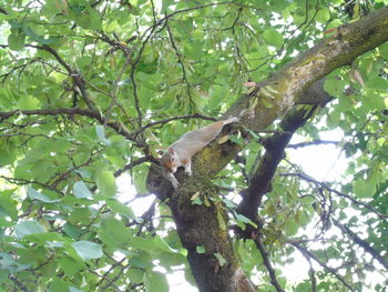 Low angle view of a tree