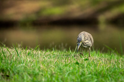 View of turtle on grass