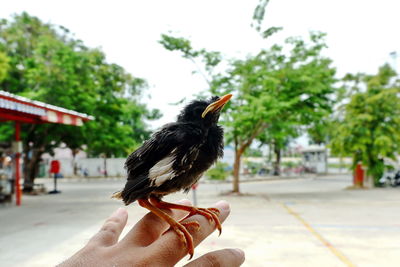 Close-up of hand holding bird