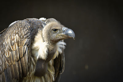 Close-up of eagle against black background