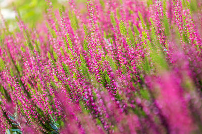 Close-up of purple flowering plants on field