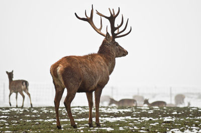 Full length rear view of stag standing on field during winter