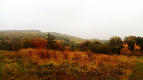 Scenic view of forest against clear sky