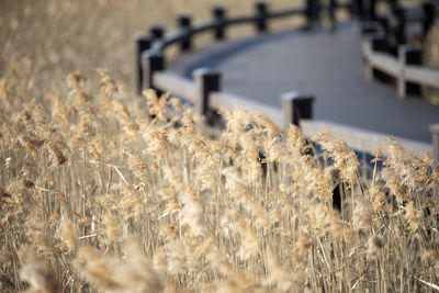 Wheat growing on field