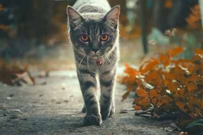 Portrait of cat by autumn leaf