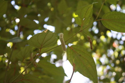 Close-up of green leaves on plant