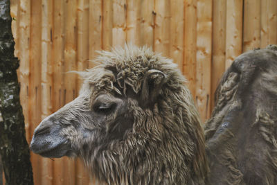 Close-up of an alpaca