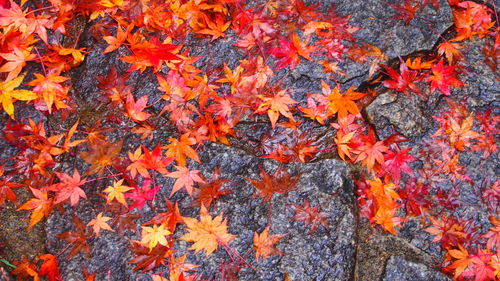 Full frame shot of red leaves