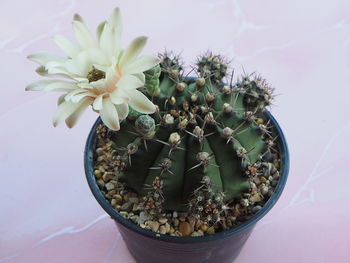 High angle view of potted cactus flower pot