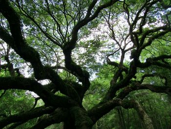 Low angle view of tree